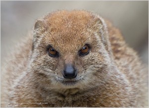 Create meme: MONGOOSE