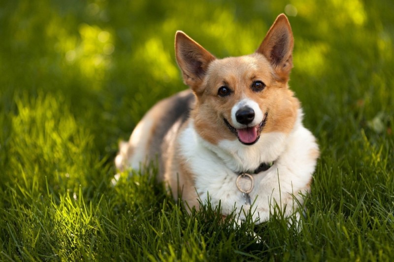 Create meme: breed of dogs welsh corgi, Welsh Corgi dog, Corgi