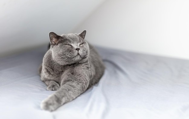 Create meme: British shorthair cat, grey British cat, British cat 