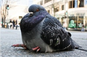 Create meme: thick pigeon, grey dove, dove
