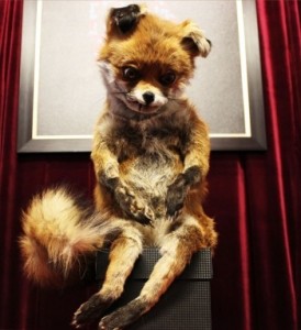 Create meme: taxidermy, uporotyh Fox, stoned Fox