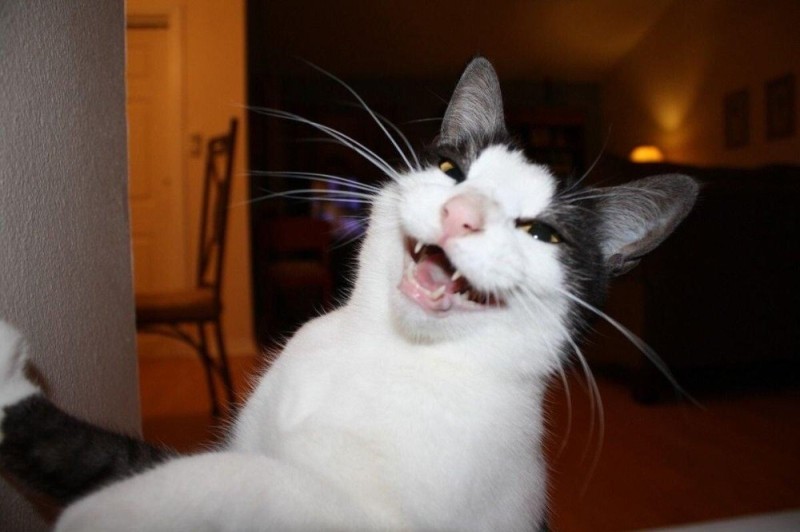 Create meme: laughing cat , the smile of the cat , the cat is cool