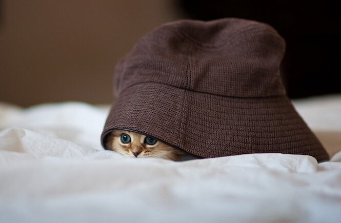 Создать мем: шляпа кот, котик в капюшоне, котик в шляпе