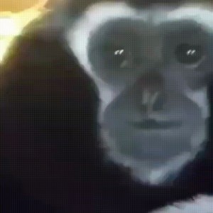 Create meme: monkey, dark image, people