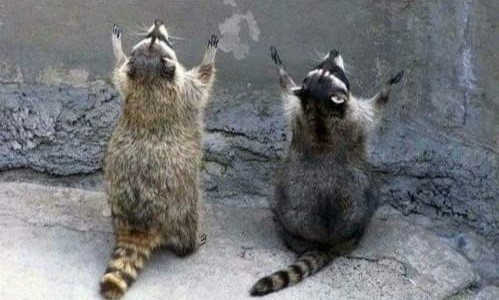 Create meme: raccoon back, funny raccoons , raccoon wild