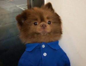 Create meme: pomeranian, Pomeranian, Spitz small