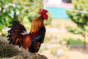 Create meme: Cockerel, pictures of cock, colorful rooster