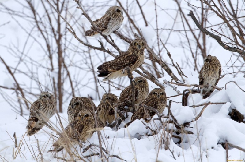 Create meme: The long-tailed owl, swamp eared owl, big-eared owl in winter