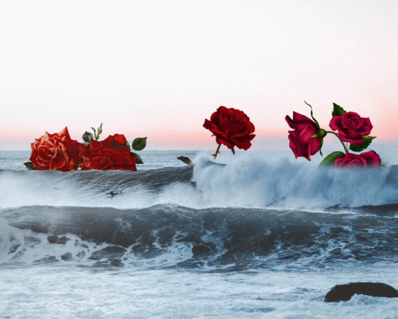 Create meme: roses by the sea, roses on the background of the sea, flowers on the background of the sea