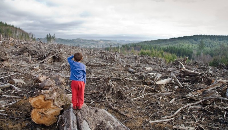 Create meme: cutting down forests, carved wood, deforestation in Siberia