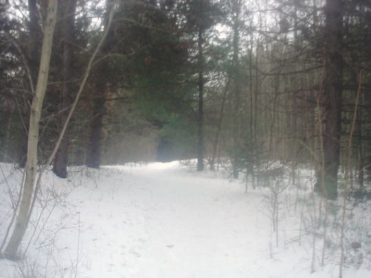 Create meme: Dark forest, Winter forest, Alekseevsky forest