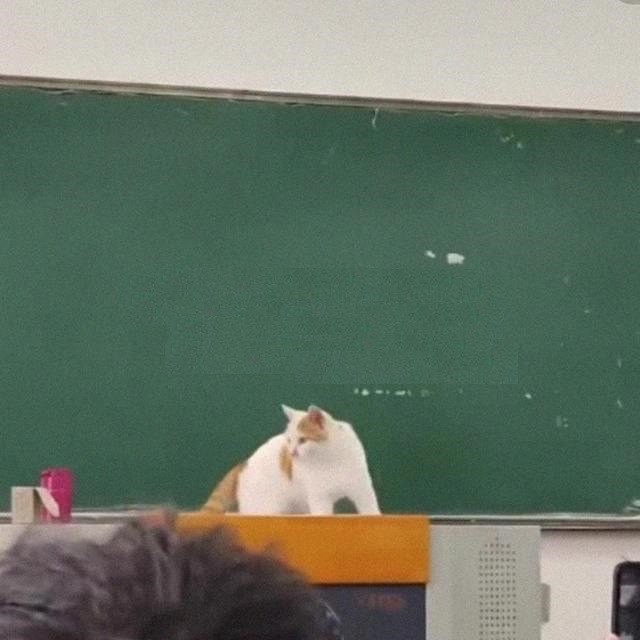 Create meme: cat , teacher joke, cats at school