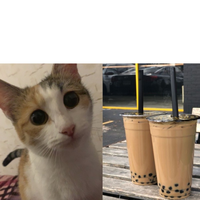 Create meme: bubble tea shop, cat , funny cats 