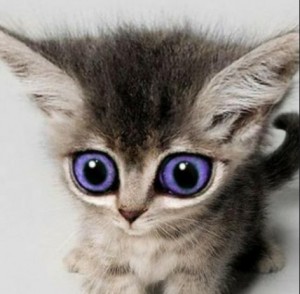 Create meme: cat, cat with blue eyes, cute kittens