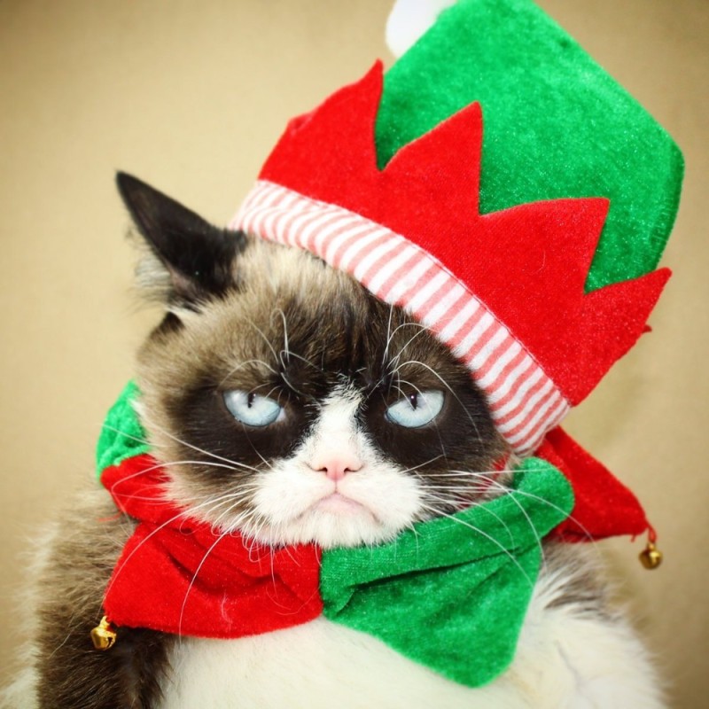 Создать мем: кот новогодний, грампи кэт christmas, котик в новогодней шапке