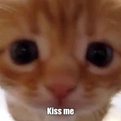Create meme: cat funny , cute cats funny, ginger kitten 