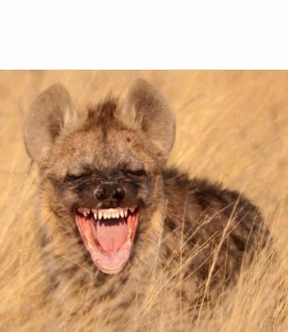 Create meme: hyena, hyena evil