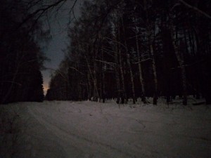 Create meme: forest, the woods at night