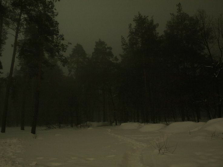 Create meme: night forest , winter is dark, forest at night in winter