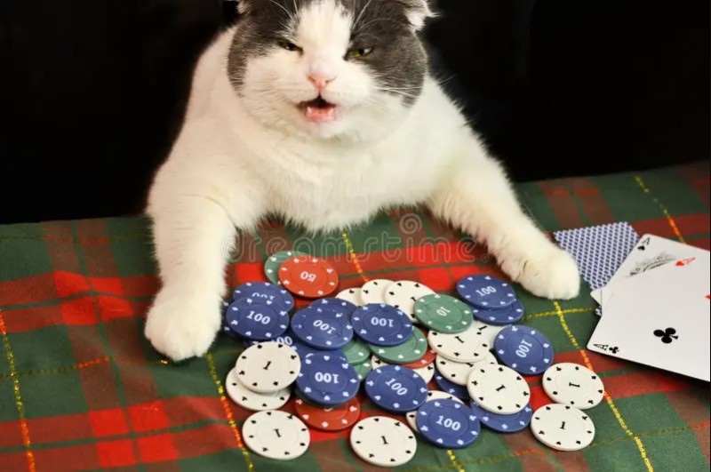 Создать мем: домашний покер, коты покер, коты играющие в покер