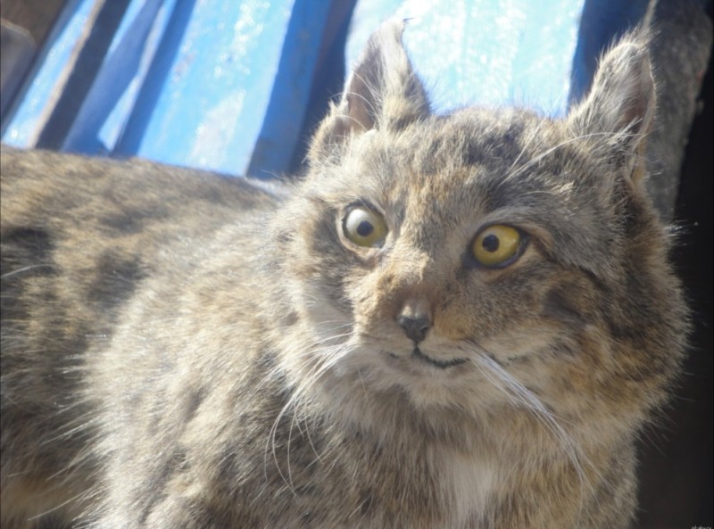 Create meme: manul the cat, a stoned cat, manul 