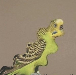 Create meme: budgerigars sing, pictures of parrots wavy, wavy parrot
