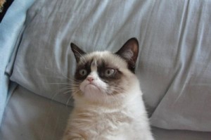 Create meme: grumpy cat, the most popular cat, the most Snuffy cat ever