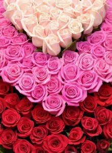 Create meme: roses, pink roses