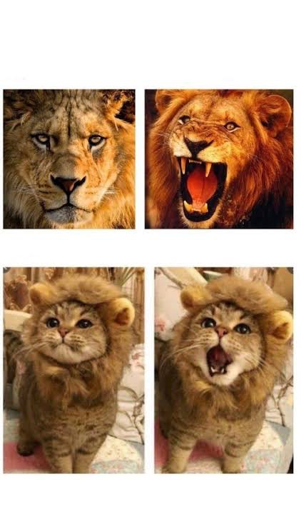 Создать мем: кот, кот лев мем, кот в костюме льва