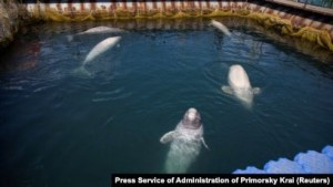 Create meme: orca far East, beluga whale, Dolphin white whale