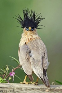Create meme: birds exotic, bird with hair, Starling bird
