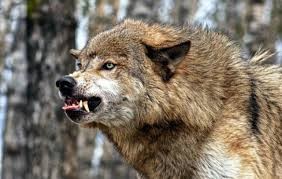 Create meme: mad wolf, rabid wolves, pictures of the wolf is angry