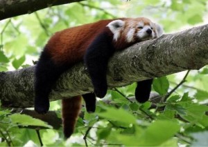 Создать мем: что такое лень, kızıl panda, красная панда спит
