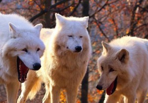Create meme: two wolves, white wolf, three wolves