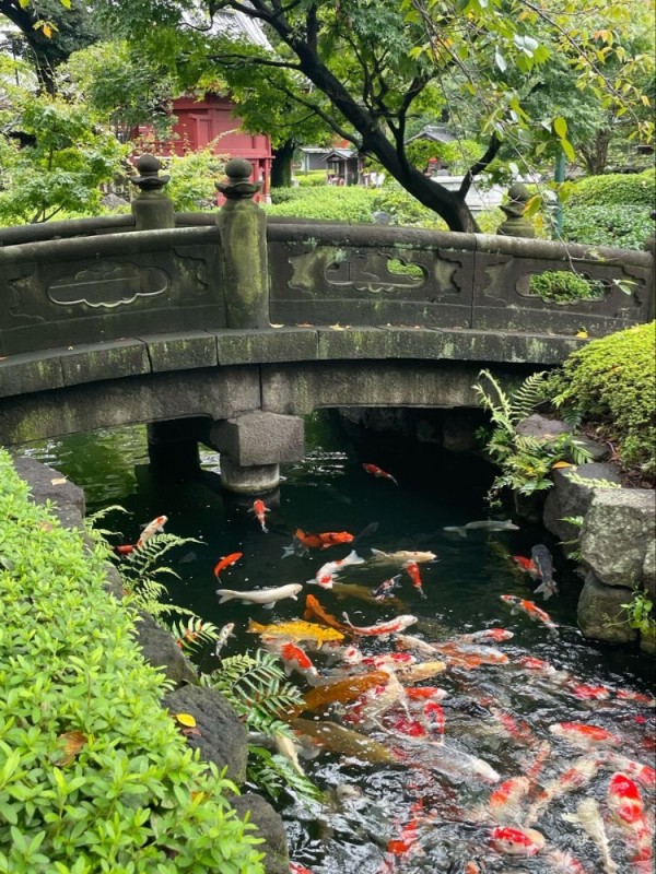 Create meme: koi pond, In the Japanese garden, Japanese pond in the garden