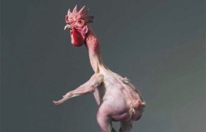Создать мем: живая ощипанная курица, лысые куры, ощипанная курица