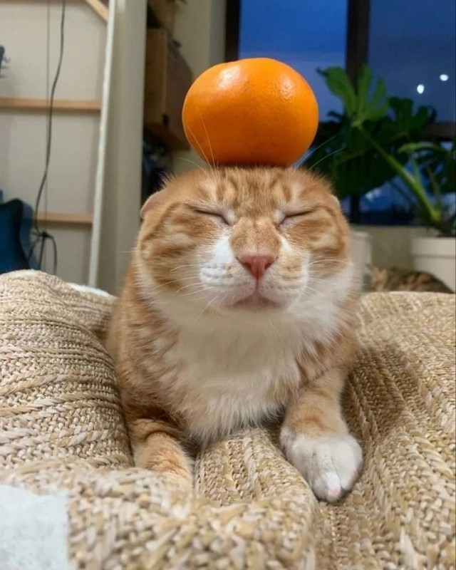 Create meme: orange cat , a cat with an orange on its head, tangerine cat