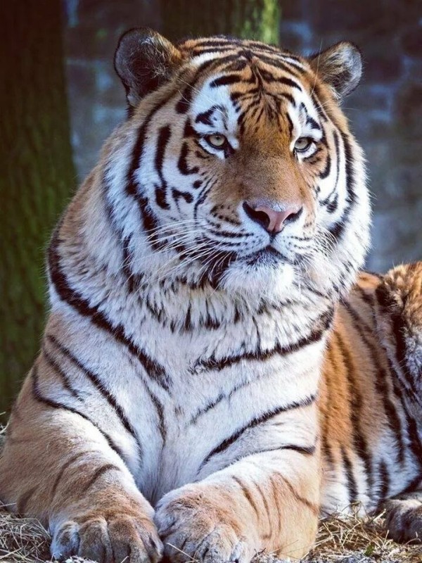 Create meme: beautiful tiger, Amur Siberian tiger, tiger 