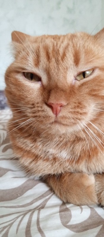 Create meme: fat ginger cat, cat , red cat 