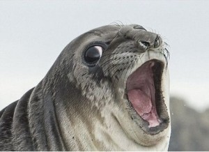 Create meme: meme seal, seal