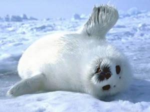 Create meme: Baikal seal, the international day of protection of pups, tulenko