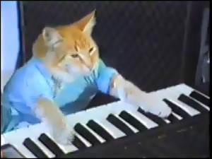 Создать мем: кот на пианино мем, кот играет на синтезаторе, кот на синтезаторе