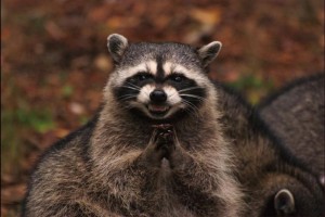 Create meme: evil coon, meme, memes with raccoons than Paquita