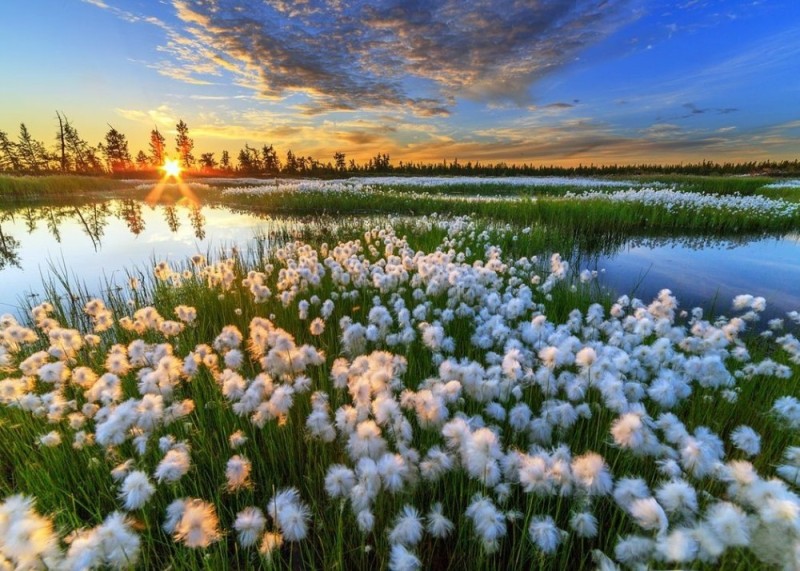 Create meme: nature of russia, tundra flowers, landscape 