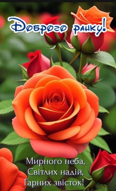 Create meme: flowers , rose orange, rose tea-hybrid miracle