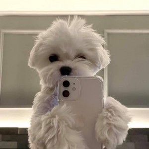 Create meme: Maltese puppies, Maltese dog, Maltese