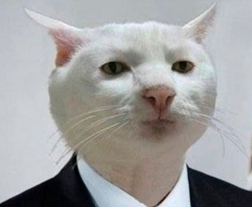 Создать мем: кот, мем с белым котом, приемлемо кот