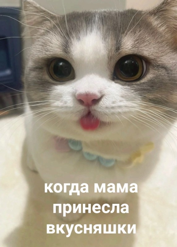 Создать мем: коты милые, милые котики мем, котики милые