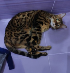 Создать мем: московская бенгальская бенгальская кошка, кот бенгальской породы, бенгальские котята