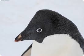 Create meme: pygoscelis adeliae, adelie penguin, penguin 